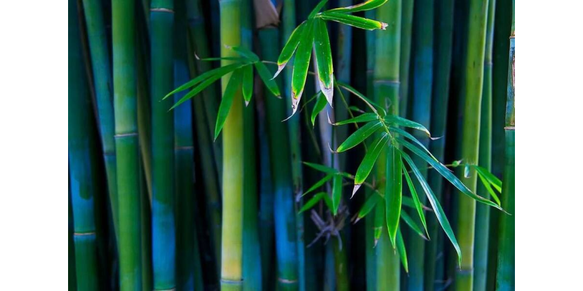 Новый технический комитет разработает стандарты на изделия и сырье из бамбука и ротанга